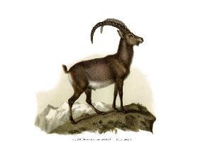 Ibex 1860