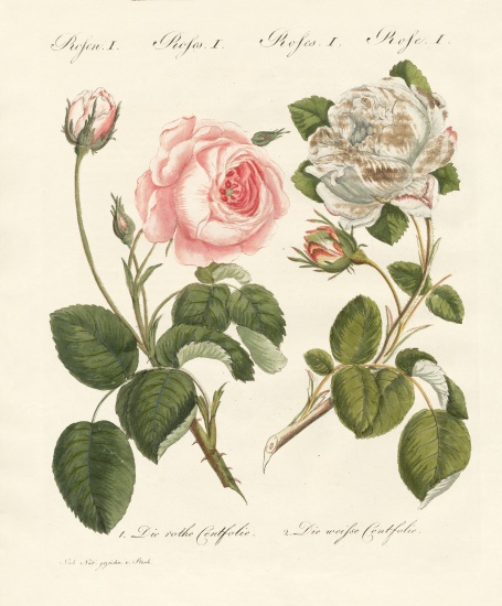 Kinds of roses von German School, (19th century)