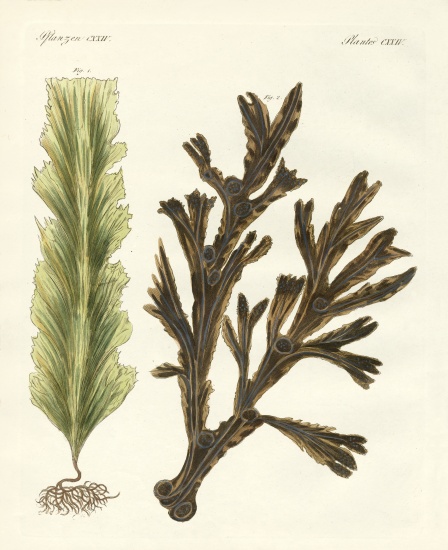 Kinds of seaweed von German School, (19th century)