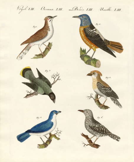 Kinds of shrikes -- or red-backed shrikes von German School, (19th century)