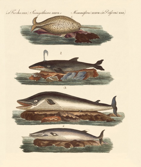 Kinds of whales von German School, (19th century)