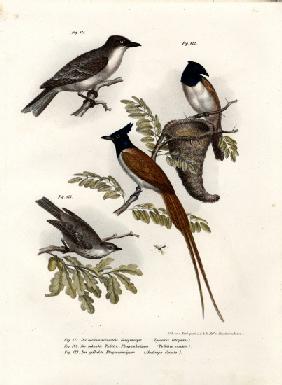 King Bird 1864