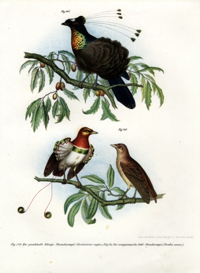 King Bird of Paradise von German School, (19th century)