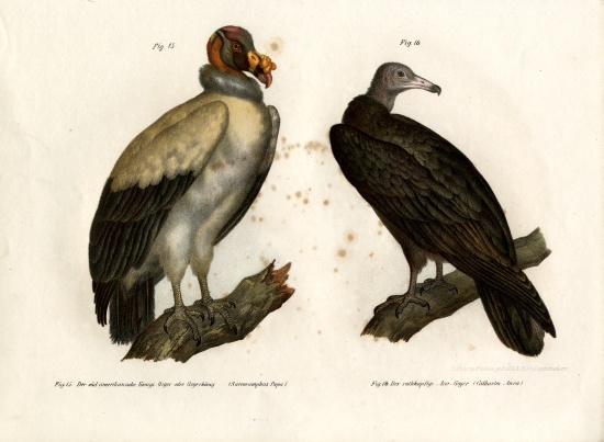 King Vulture von German School, (19th century)