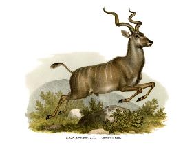 Kudu 1860