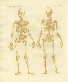 Legs structure from human bodies