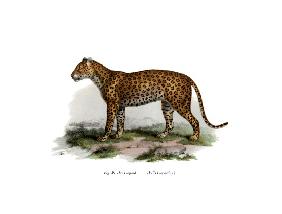 Leopard 1860