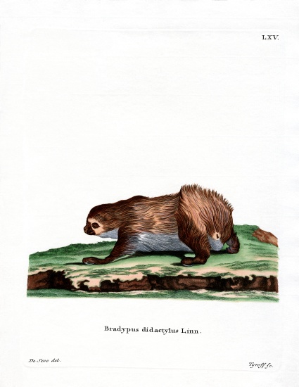 Linnaeus's Two-toed Sloth von German School, (19th century)