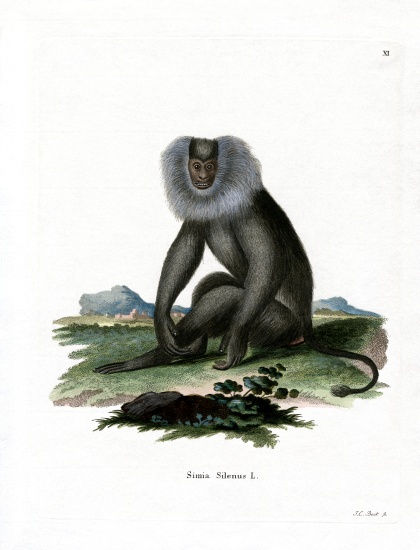 Lion-tailed Macaque von German School, (19th century)