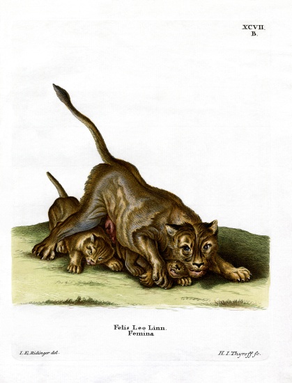 Lioness von German School, (19th century)