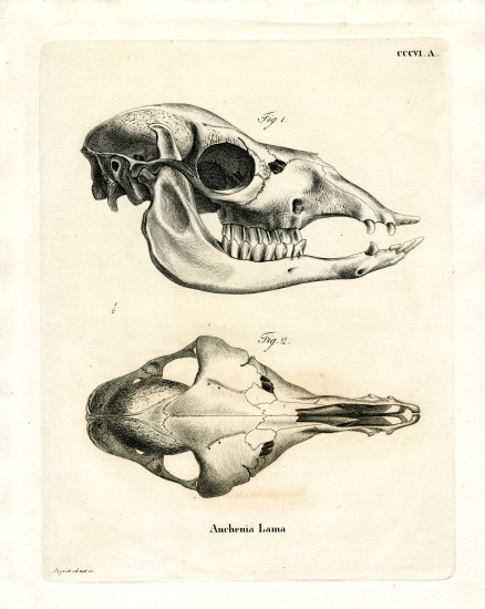 Llama Skull von German School, (19th century)
