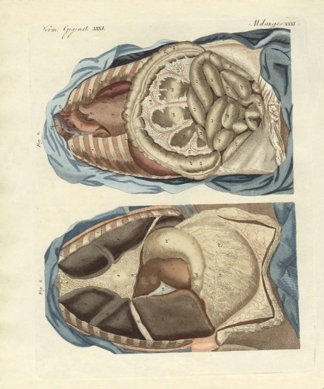 Location of intestines in the human body von German School, (19th century)