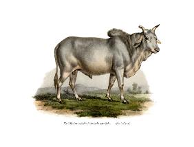 Malian Zebu Cow 1860