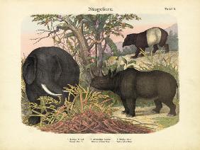 Mammals, c.1860