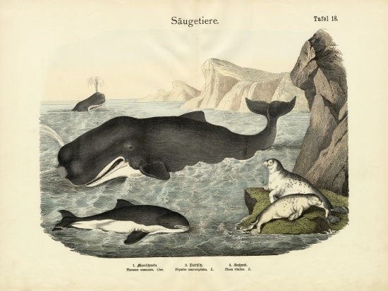 Mammals, c.1860 von German School, (19th century)