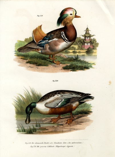 Mandarin Duck von German School, (19th century)