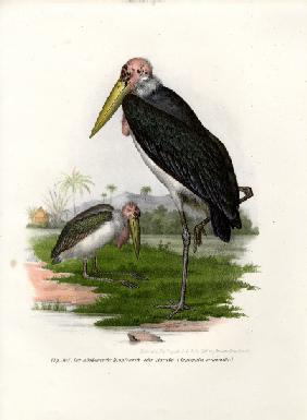 Marabou 1864