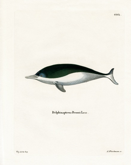 Mealy-mouthed Porpoise von German School, (19th century)