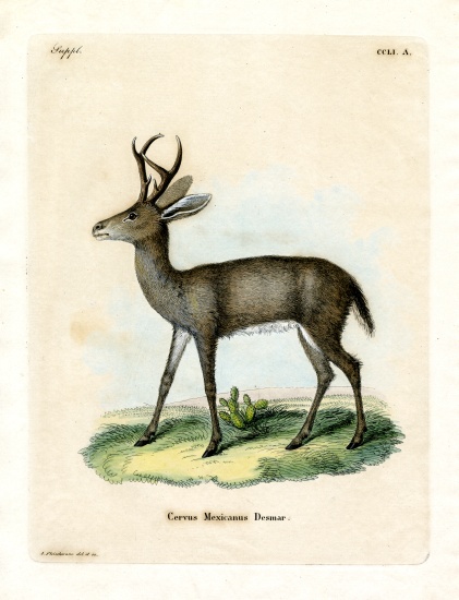 Mexican Deer von German School, (19th century)