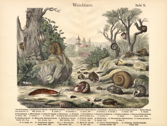 Molluscs, c.1860 von German School, (19th century)