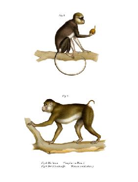 Mona Monkey 1860