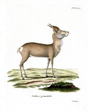 Mongolian Gazelle