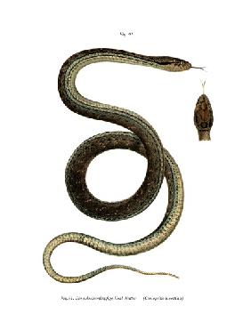 Montpellier Snake