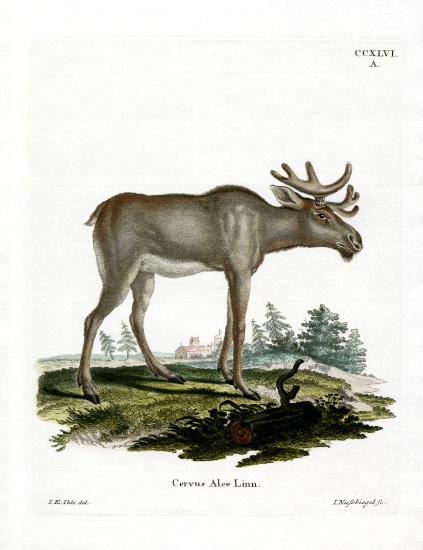 Moose von German School, (19th century)