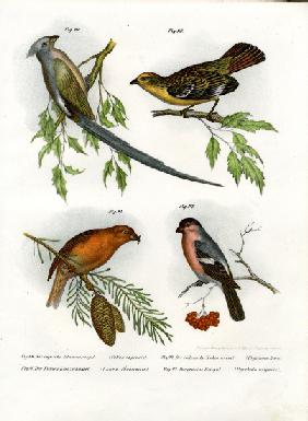 Mousebird 1864