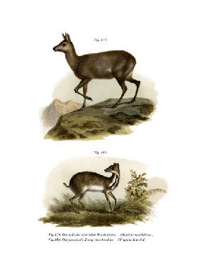 Musk Deer 1860