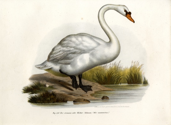 Mute Swan von German School, (19th century)