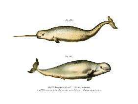 Narwhal 1860