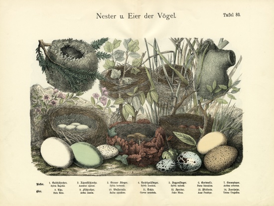 Nests and Eggs, c.1860 von German School, (19th century)