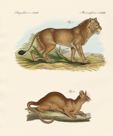 New predatory mammals von German School, (19th century)