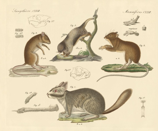 New rodents von German School, (19th century)