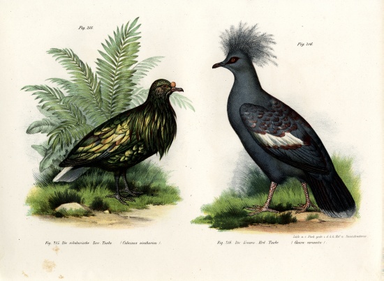 Nicobar Pigeon von German School, (19th century)