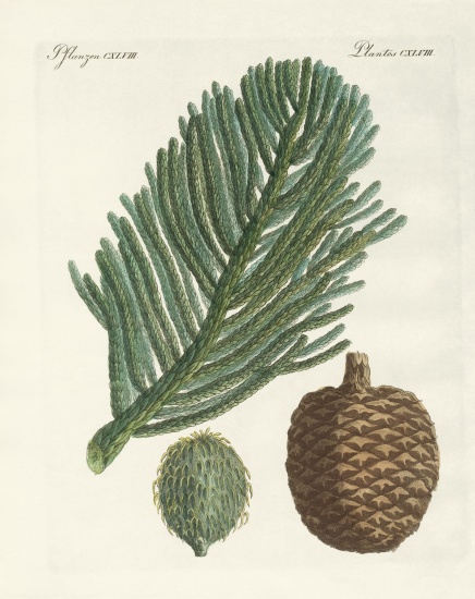 Norfolk Island Pine von German School, (19th century)