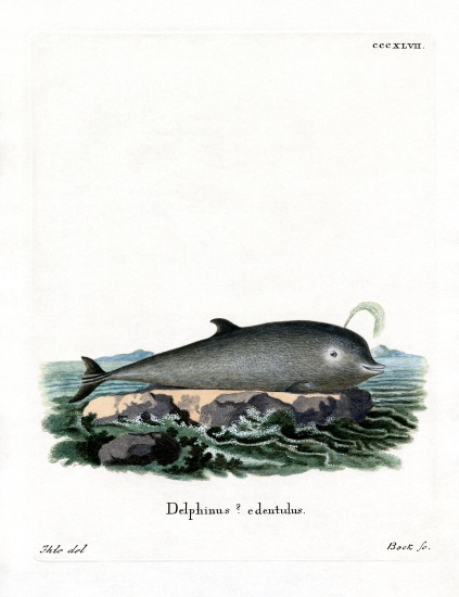 Northern Bottlenose Whale von German School, (19th century)