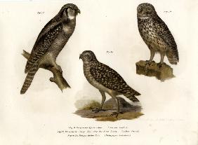 Northern Hawk Owl 1864