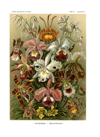 Orchideae von German School, (19th century)