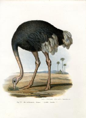 Ostrich 1864