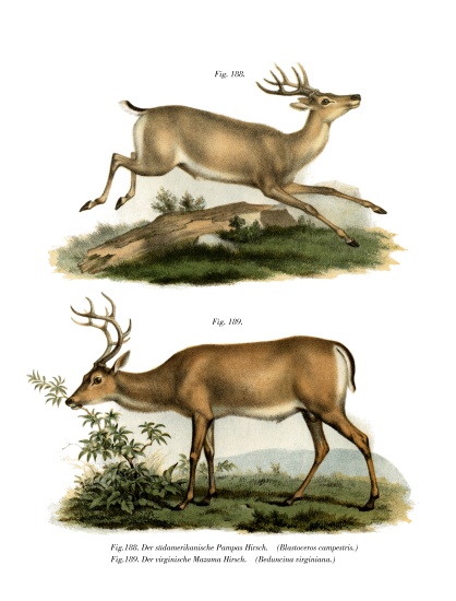 Pampas Deer von German School, (19th century)