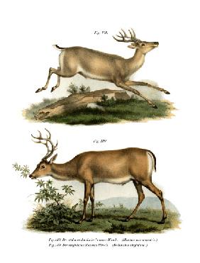 Pampas Deer 1860