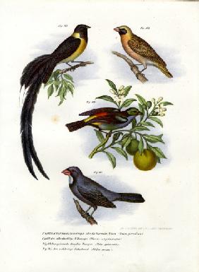 Paradise Whydah 1864