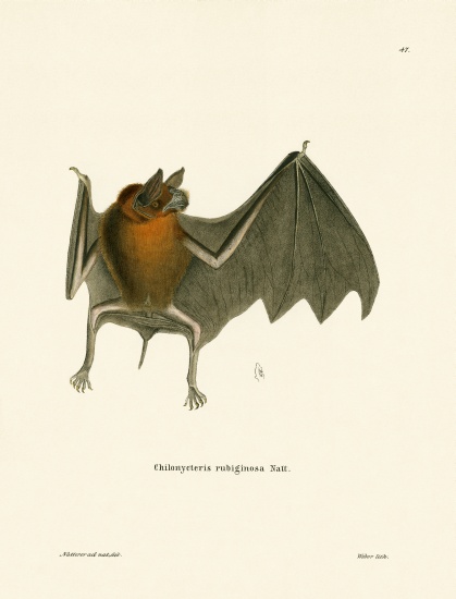 Parnell's Mustached Bat von German School, (19th century)