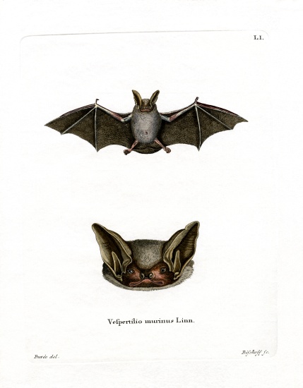 Particoloured Bat von German School, (19th century)