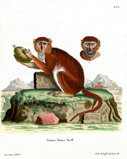Patas Monkey von German School, (19th century)
