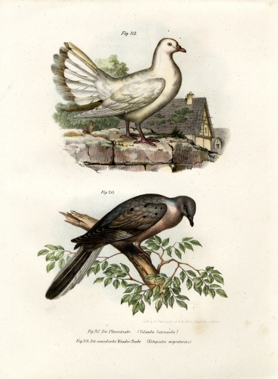 Peacock Pigeon von German School, (19th century)