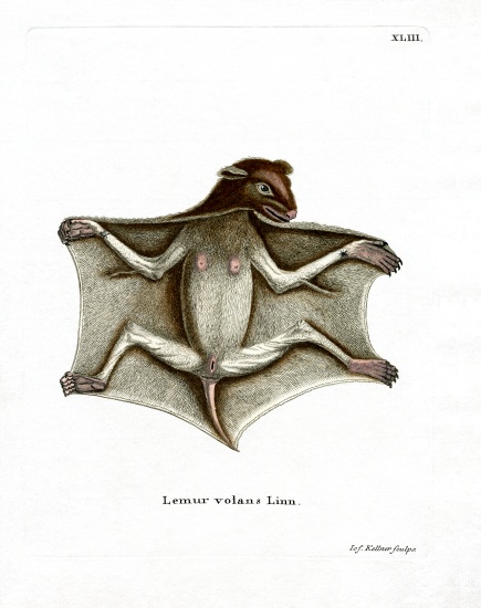 Philippine Flying Lemur von German School, (19th century)
