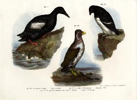 Pigeon Guillemot 1864